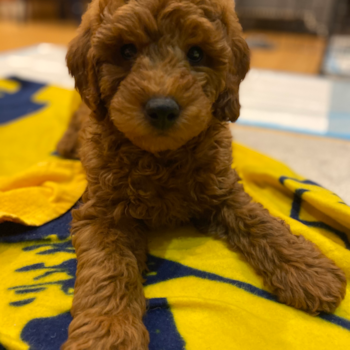 Brady, a Mini Goldendoodle puppy from Boston Brady, a Mini Goldendoodle puppy from Boston