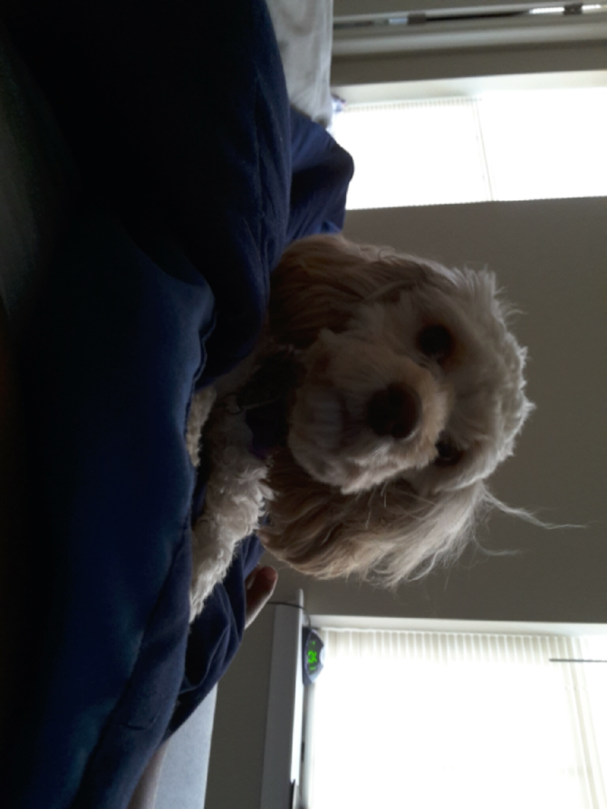 Mocha - Cavapoo Puppy For Sale Premier Pups Mocha - Cavapoo Puppy For Sale Premier Pups