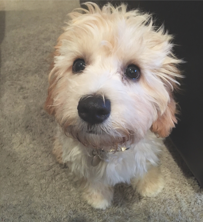 Oliver - Cavapoo Puppy For Sale Premier Pups Oliver - Cavapoo Puppy For Sale Premier Pups