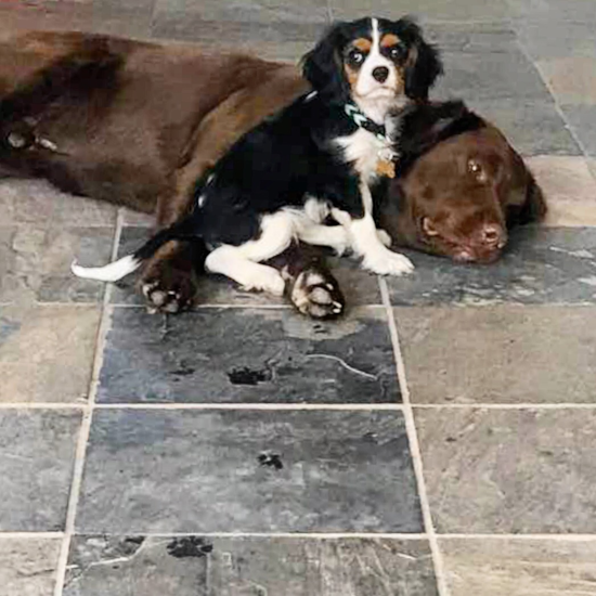 Cavalier King Charles Spaniel Being Cute