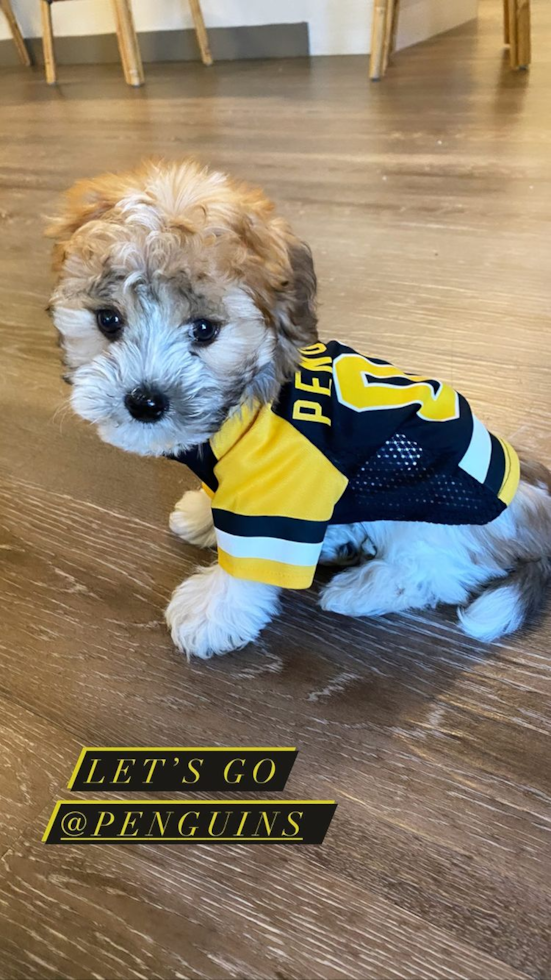 Cute Havanese Pup in Pittsburgh PA