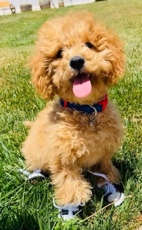 Hypoallergenic Cavoodle Poodle Mix Pup