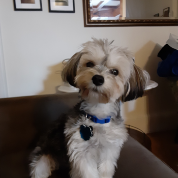 Charlie formly Donte, a Morkie puppy from Pelham ny Charlie formly Donte, a Morkie puppy from Pelham ny