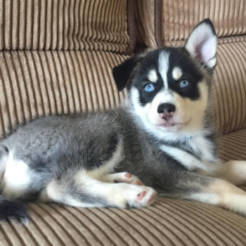 Titan, a Pomsky puppy from Cortlandt manor New York Titan, a Pomsky puppy from Cortlandt manor New York