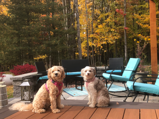 Petite Cavapoo Poodle Mix Pup