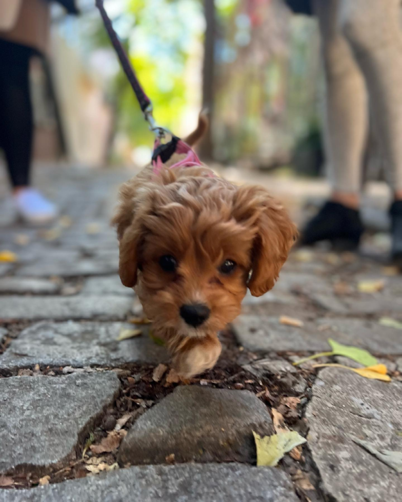 Sweet Cavapoo Pup in Philadelphia PA
