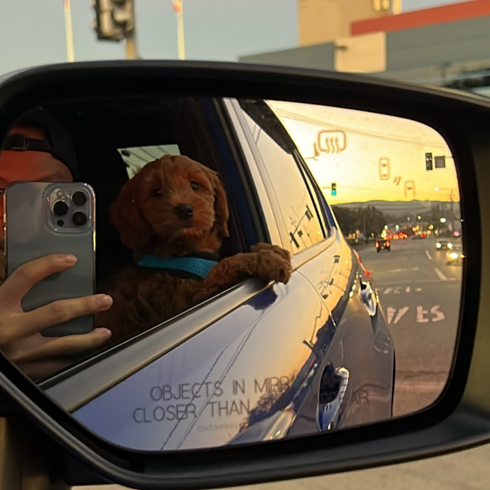 Sweet Mini Goldendoodle Pup in South San Francisco CA