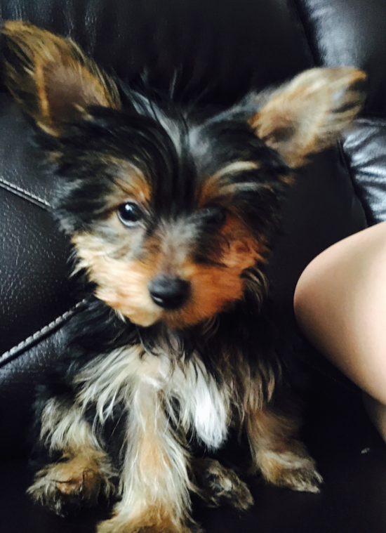 Petite Yorkshire Terrier Pup in Fall River MA