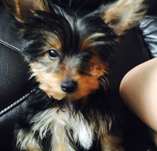 is premier pups a puppy mill pomsky yorkie mini goldendoodle cavapoo morkie puppies gallery pg 5 for adoption is premier pups a puppy mill pomsky yorkie mini goldendoodle cavapoo morkie puppies gallery pg 5 for adoption