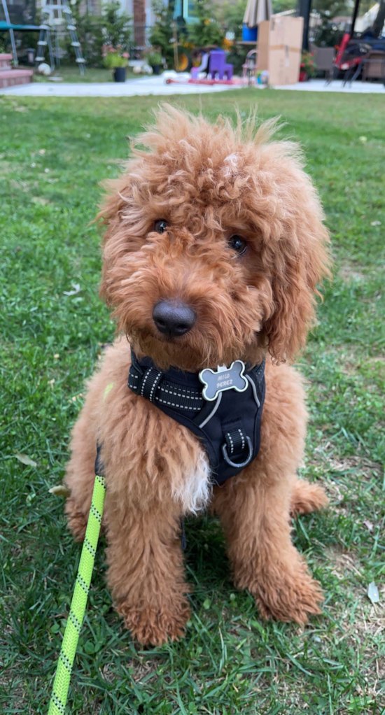 Mini Goldendoodle Pup