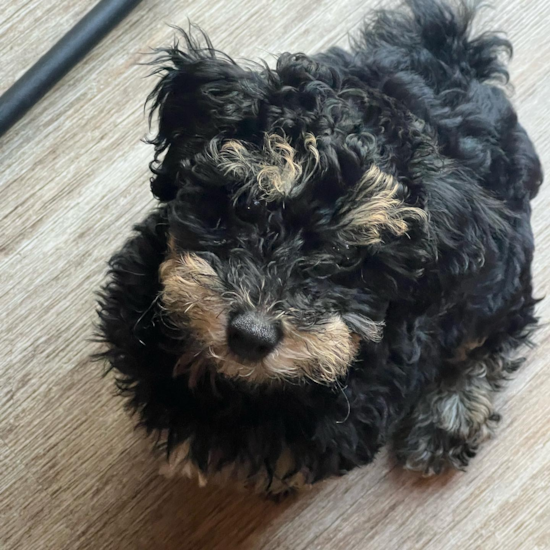 Poochon