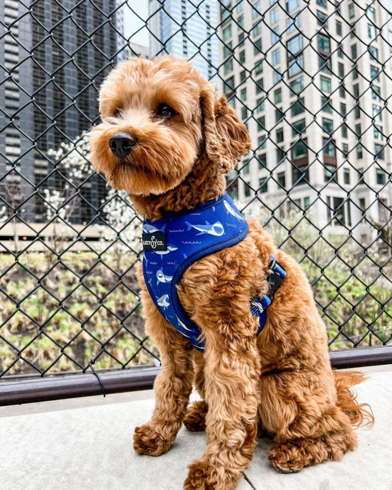 Sweet Cavapoo Pup in Chicago IL