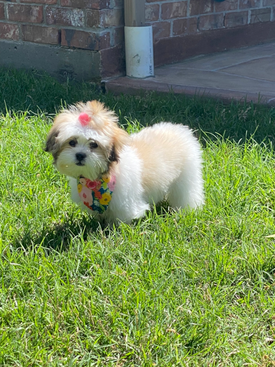 Small Teddy Bear Pup