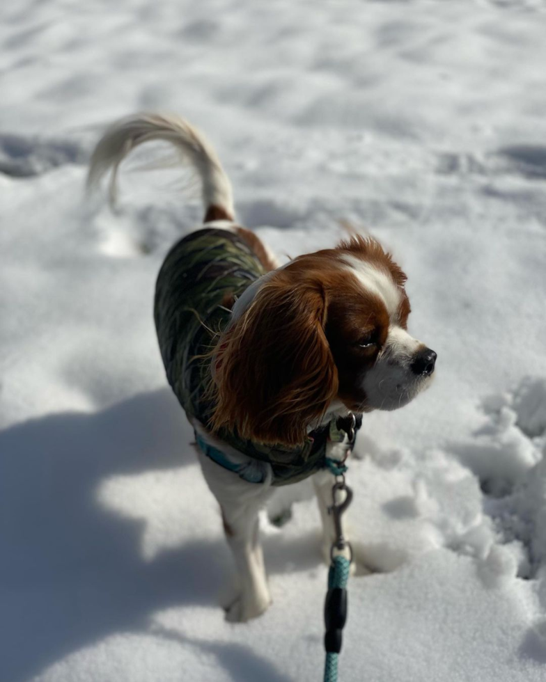 Little Cavalier King Charles Spaniel Pup