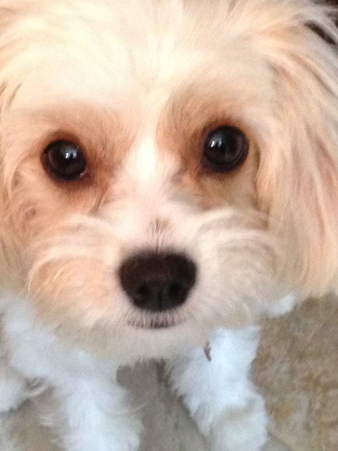 Annie - Cavachon Puppy For Sale Premier Pups Annie - Cavachon Puppy For Sale Premier Pups