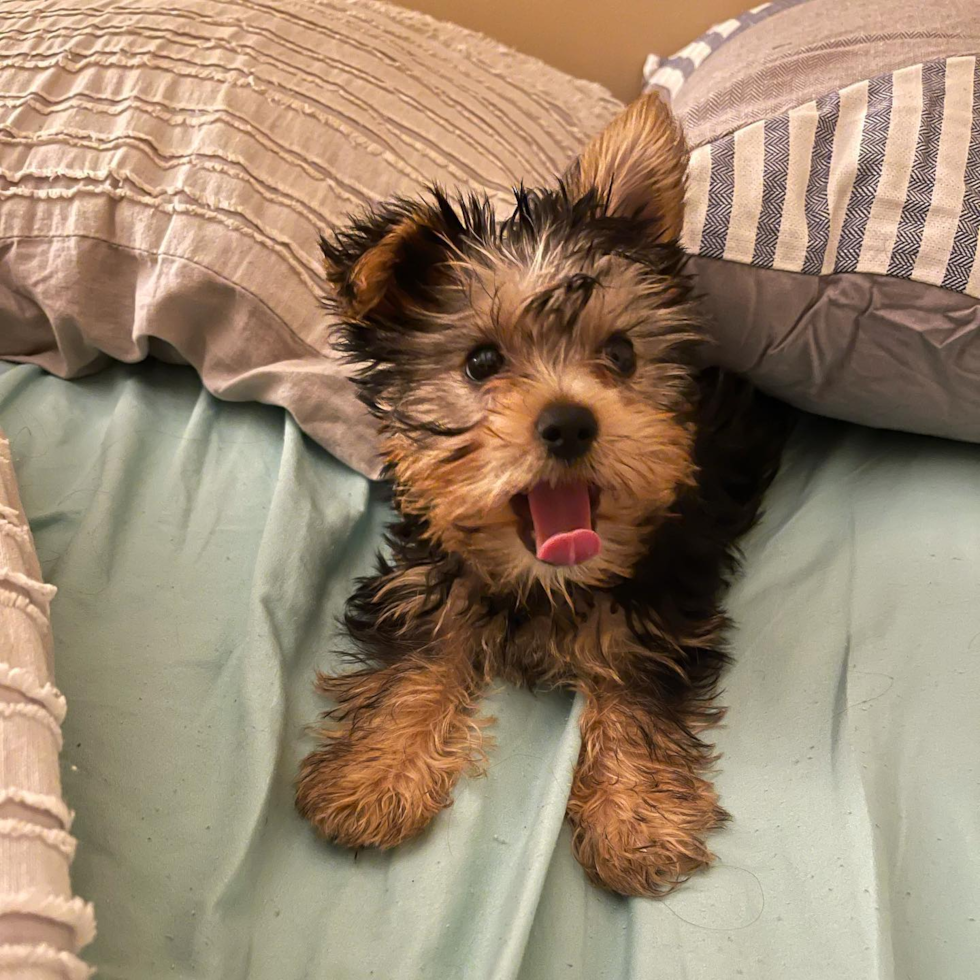 Fluffy Yorkshire Terrier Pup in Coventry RI