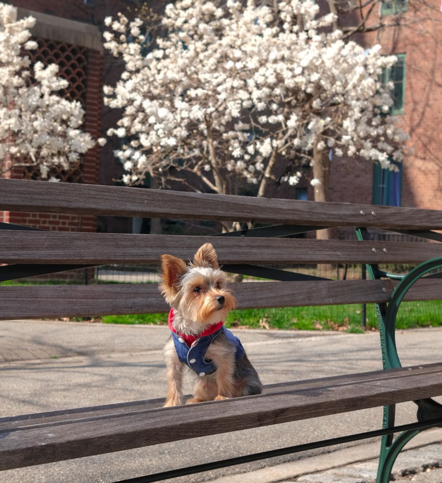 Petite Yorkshire Terrier Pup in New York NY