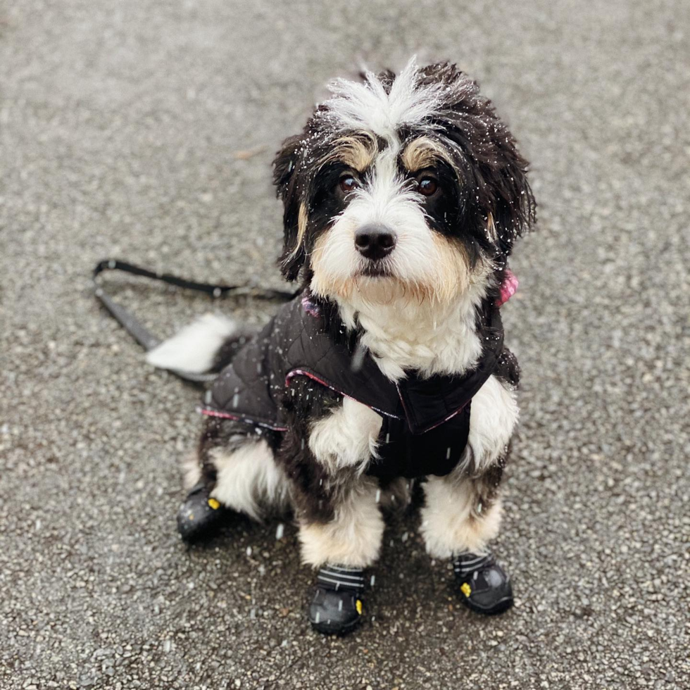 Cute Mini Bernedoodle Pup in Jersey City NJ
