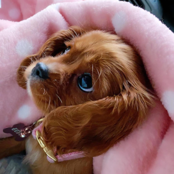 Eevee, a Cavalier King Charles Spaniel puppy from Forest Hills NY