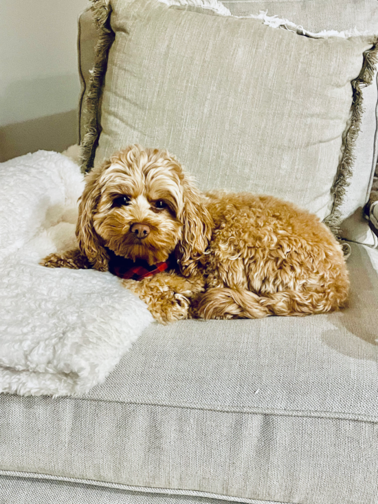 Small Cockapoo Pup