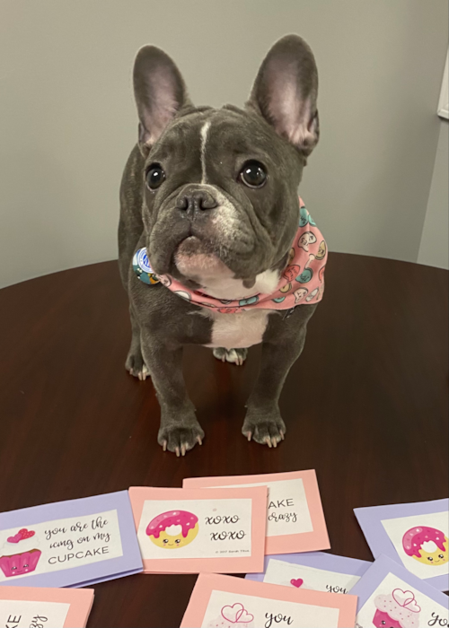 Smart Frenchie Purebred Pup