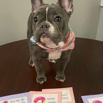 TESSA, a French Bulldog puppy from Youngstown OH