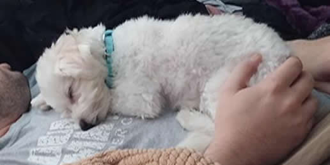 Lexi - Havanese Puppy For Sale Premier Pups Lexi - Havanese Puppy For Sale Premier Pups