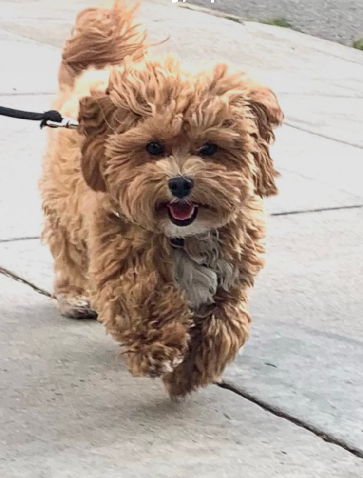 Happy Maltipoo Pup