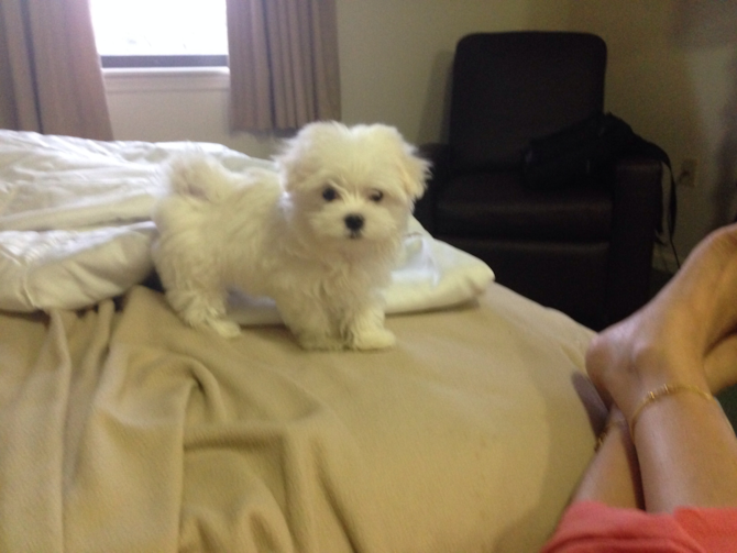 Chinnie (Madison) - Maltese Puppy For Sale Premier Pups Chinnie (Madison) - Maltese Puppy For Sale Premier Pups