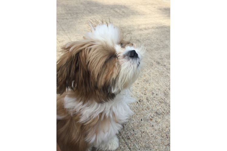 Meet Ace - our Teddy Bear Puppy Photo 1/4 - Premier Pups
