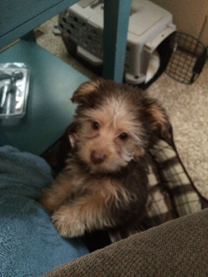 leo - Aberdeen Terrier Puppy For Sale Premier Pups leo - Aberdeen Terrier Puppy For Sale Premier Pups