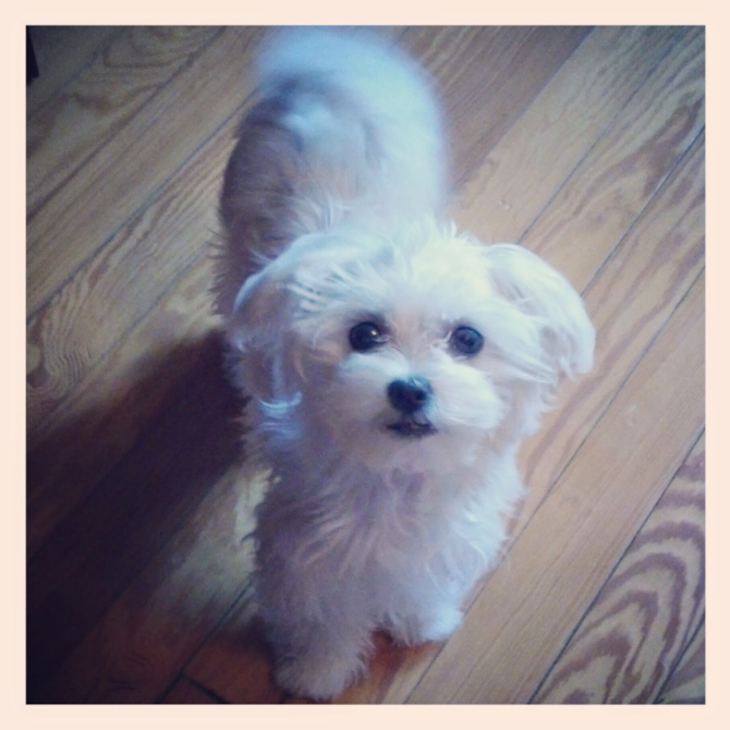 Kendall - Maltese Puppy For Sale Premier Pups Kendall - Maltese Puppy For Sale Premier Pups