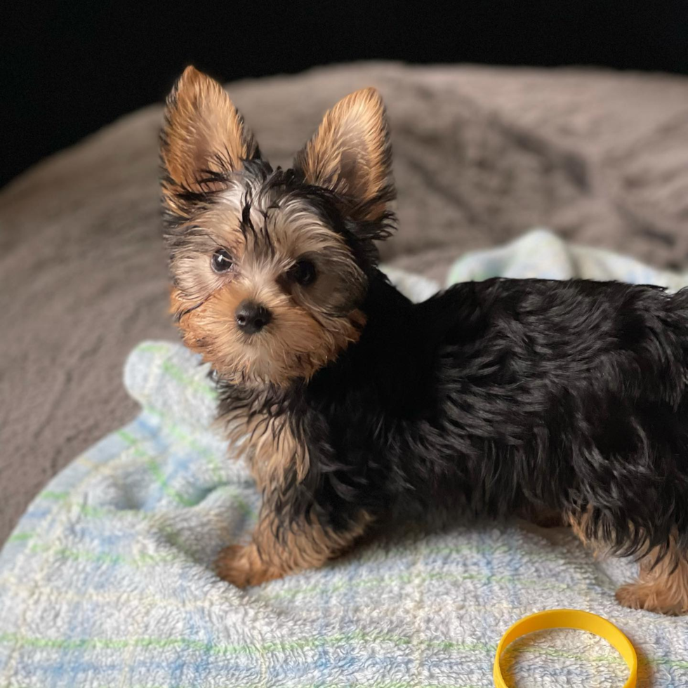Coventry Yorkshire Terrier Pup