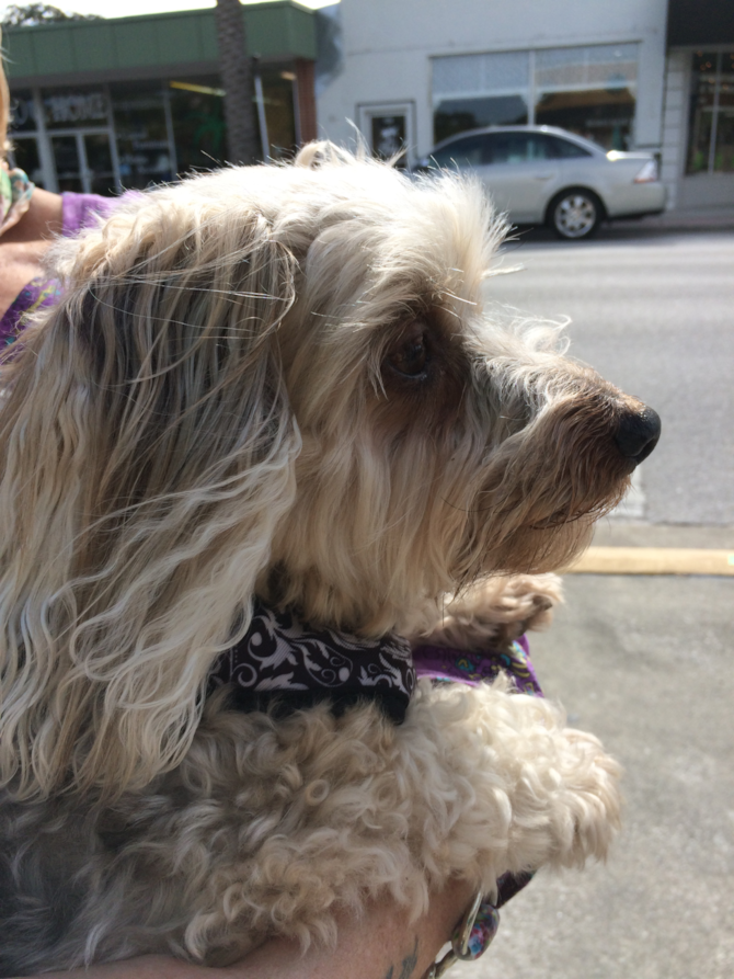 Samson - Yorkie Poo Puppy For Sale Premier Pups Samson - Yorkie Poo Puppy For Sale Premier Pups