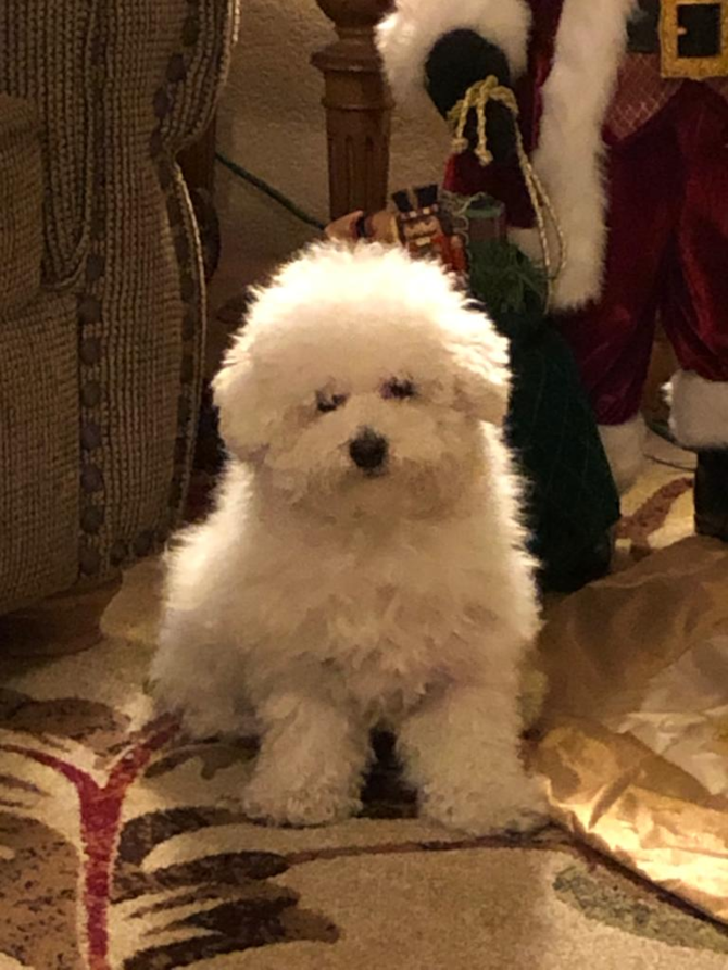 Coco Bichon Frise Alta Loma Ca Premier Pups Puppy Photo Gallery