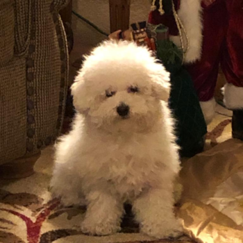 ROY, a Bichon Frise puppy from RANCHO CUCAMONGA CA