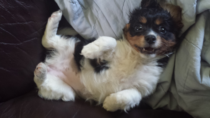 Piper - Cavachon Puppy For Sale Premier Pups Piper - Cavachon Puppy For Sale Premier Pups