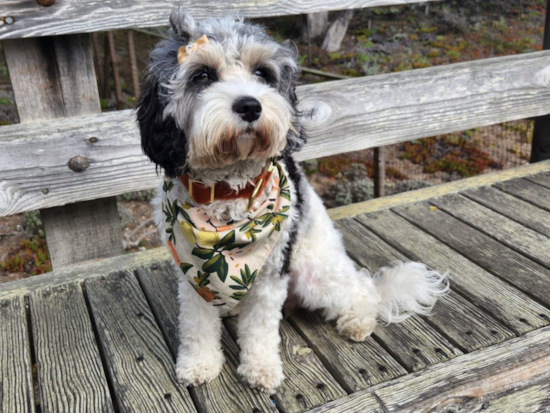 Adorable Cavoodle Poodle Mix Pup