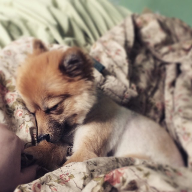 Diesel-Lily - Pomeranian Puppy For Sale Premier Pups Diesel-Lily - Pomeranian Puppy For Sale Premier Pups