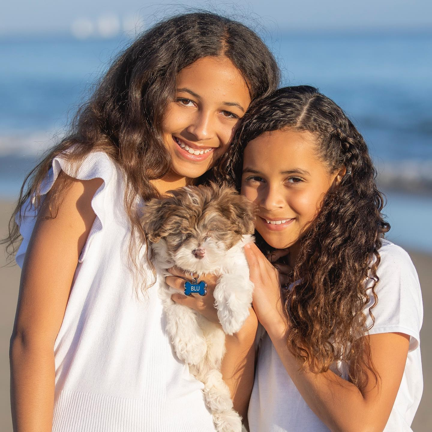 Havapoo Designer Breed Information | Premier Pups