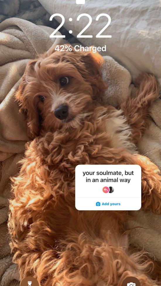 Smart Cavapoo Poodle Mix Pup