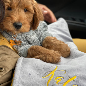 Kato (Formerly Howie), a Mini Goldendoodle puppy from Novi, MI Kato (Formerly Howie), a Mini Goldendoodle puppy from Novi, MI