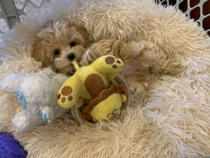 Maltipoo puppy sitting on its back on a fluffy pillow
