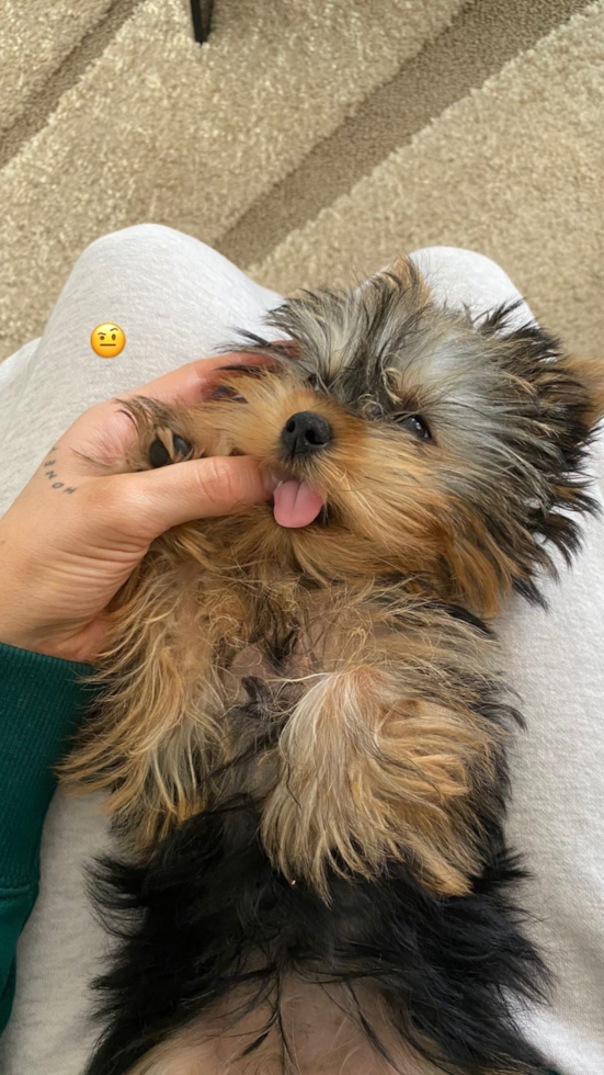 Adorable Yorkshire Terrier Pup in Cleveland OH