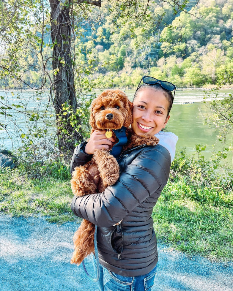 Friendly Cavapoo Pup in Frederick MD