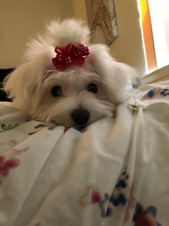 Maltese Being Cute