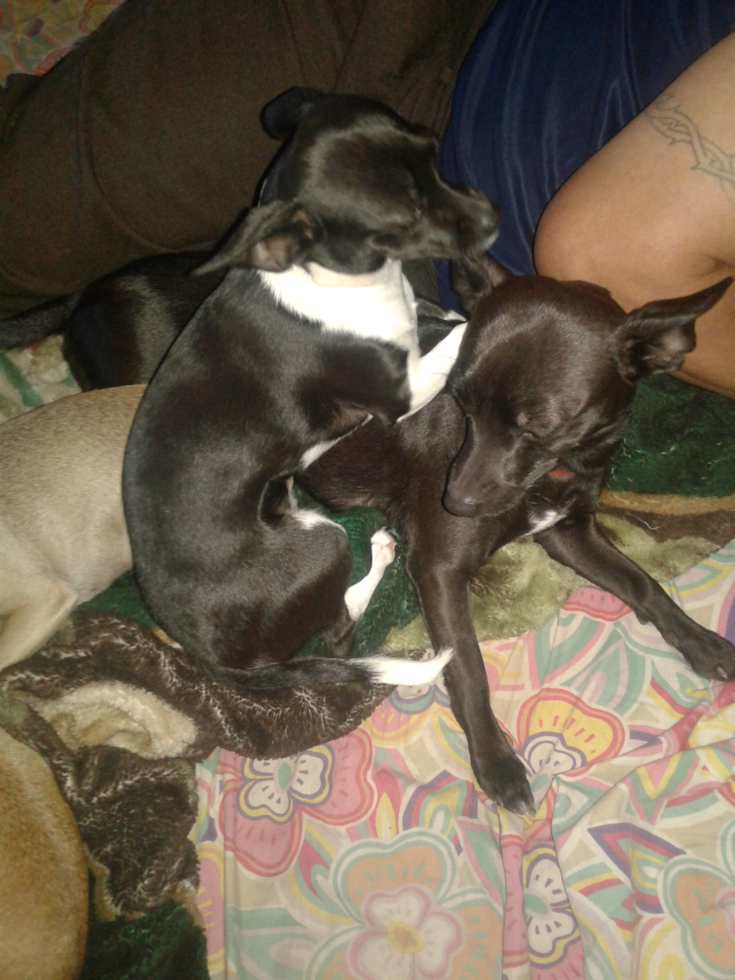 Teacup Chihuahua Puppies For Sale In Ohio