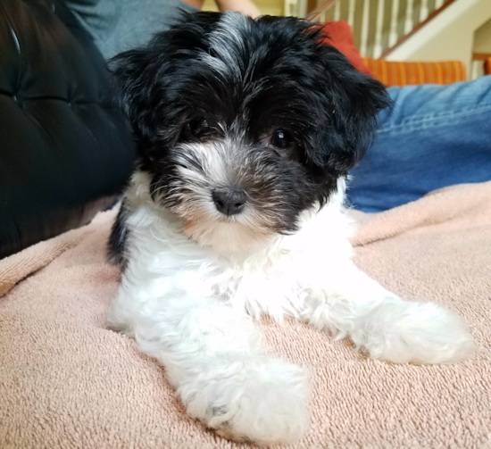 Happy Havanese Pup in Westerville OH