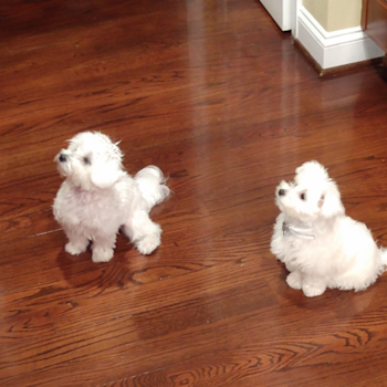Jon Snow and Evie, a Maltese puppy from Tampa Florida Jon Snow and Evie, a Maltese puppy from Tampa Florida