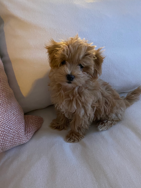 Maltipoo Being Cute